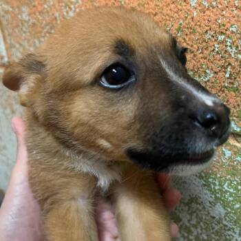 Shepherd Dogs Available for Adoption - Mantis | PetCurious