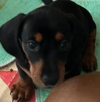 TREVOR PUP -  Dachshund Dog for Adoption in Georgetown, Kentucky - TREVOR PUP | PetCurious