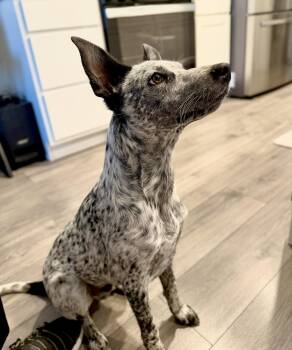Squeeks -  Cattle Dog Dog for Adoption in Salt Lake City, Utah - Squeeks | PetCurious