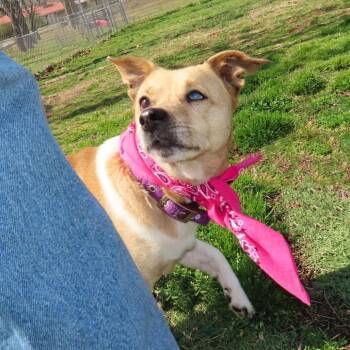 Prada -  Chihuahua and Mixed Breed Dog for Adoption in Wadena, Minnesota - Prada | PetCurious