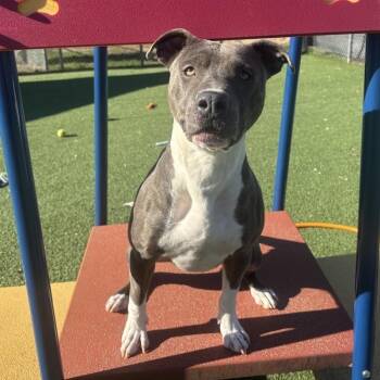 Pit Bull Terrier Dogs Available for Adoption in Chattanooga, Tennessee - Bobby | PetCurious