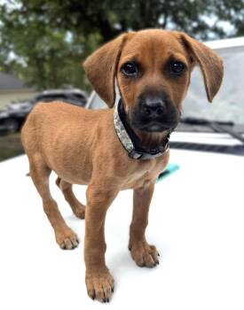 Brutus -  Hound Dog for Adoption in Savannah, Georgia - Brutus | PetCurious