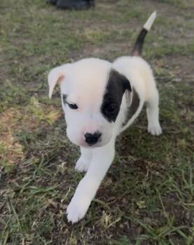 Anatolian Shepherd and American Bulldog Dogs Available for Adoption in Mount Meigs, Alabama - Jeremiah | PetCurious