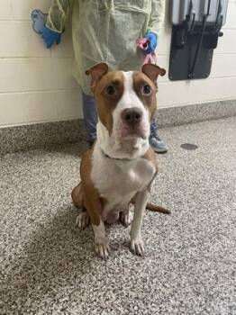 Mona -  Pit Bull Terrier and Mixed Breed Dog for Adoption in Westland, Michigan - Mona | PetCurious