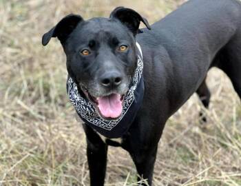 Rescue Black Labrador Retriever and Terrier Dogs for Adoption in Hondo, Texas - Tank - I Know Commands! I