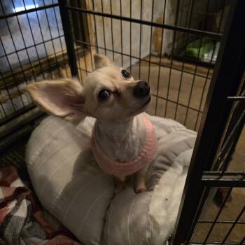 Rescue Chihuahua Dogs for Adoption in Wever, Iowa - Itsy (Izzy) | PetCurious