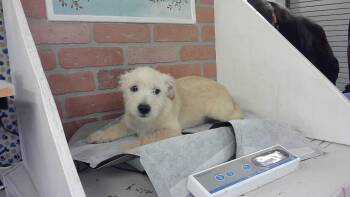 Labrador Retriever and Mixed Breed Dogs Available for Adoption in Houston, Texas - HENRY | PetCurious