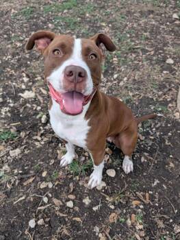 American Staffordshire Terrier Dogs Available for Adoption - Stella | PetCurious