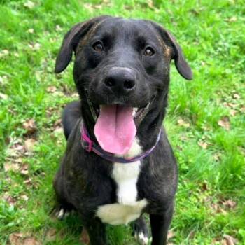 Mixed Breed Dogs Available for Adoption in Charleston, West Virginia - Bubba Fka Bubblegum | PetCurious