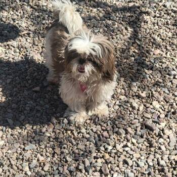 Rescue Shih Tzu Dogs for Adoption in Tucson, Arizona - Charlie | PetCurious