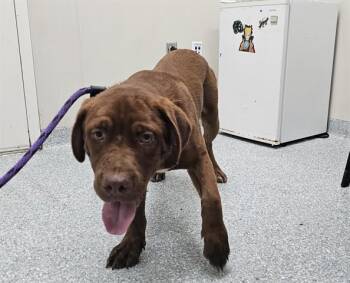 BOORGER -  Labrador Retriever and Mixed Breed Dog for Adoption in Rowlett, Texas - BOORGER | PetCurious