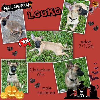 Louko BR14552-T -  Chihuahua Dog for Adoption in Missouri City, Texas - Louko BR14552-T | PetCurious