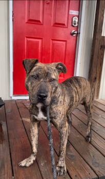 Rescue American Staffordshire Terrier Dogs for Adoption in Tyler, Texas - Lily | PetCurious