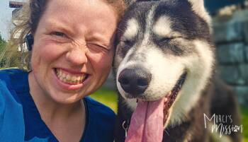 Kody -  Siberian Husky Dog for Adoption in Spokane, Washington - Kody | PetCurious