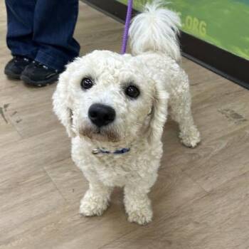 SVAS-Stray-39295 -  Poodle and Mixed Breed Dog for Adoption in Lyndhurst, Virginia - SVAS-Stray-39295 | PetCurious