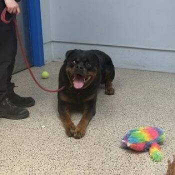 Rottweiler Dogs Available for Adoption in Philadelphia, Pennsylvania - Chex | PetCurious