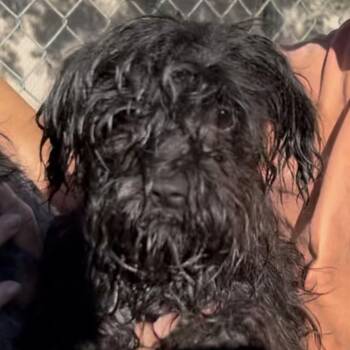 Coconut -  Poodle Dog for Adoption in Woodland, California - Coconut | PetCurious