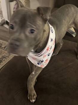 Cuppy -  Mixed Breed Dog for Adoption in New York, New York - Cuppy | PetCurious