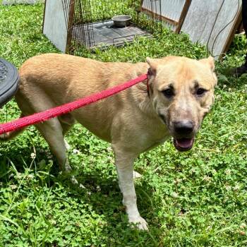 Riley -  Shepherd Dog for Adoption in Chattanooga, Tennessee - Riley | PetCurious