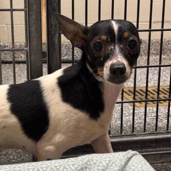 Mixed Breed Dogs Available for Adoption in Fairport, New York - Poptart | PetCurious