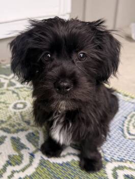 Felix -  Shih Tzu and Yorkshire Terrier Dog for Adoption in Overland Park, Kansas - Felix | PetCurious