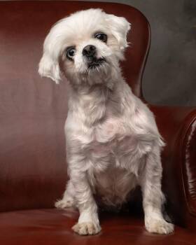 Shih Tzu Dogs Available for Adoption in Aiken, South Carolina - Misty  | PetCurious