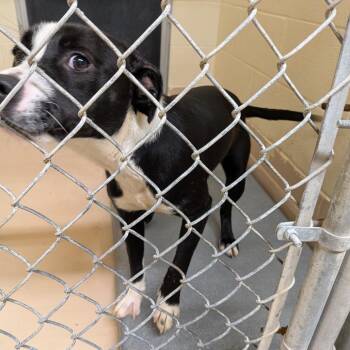 Tadpole -  Mixed Breed Dog for Adoption in Rocky Mount, Virginia - Tadpole | PetCurious