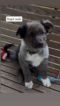 Bagel -  Cattle Dog Dog for Adoption in Vancouver, Washington - Bagel | PetCurious