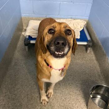 Hound Dogs Available for Adoption - Hattie | PetCurious