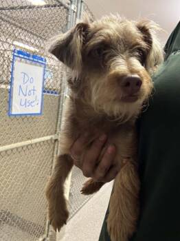 Spencer -  Wirehaired Terrier Dog for Adoption in Georgetown, Ohio - Spencer | PetCurious