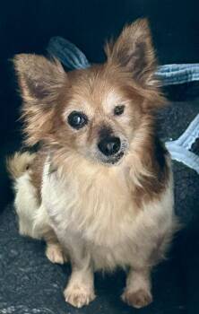 Chihuahua Dogs Available for Adoption - Ducky | PetCurious