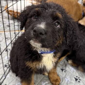Mixed Breed Dogs Available for Adoption in Austell, Georgia - Orion | PetCurious