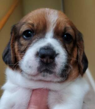 Beagle Dogs Available for Adoption in Wood Dale, Illinois - Cherie- Foster To Adopt | PetCurious