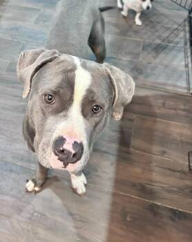 Carl Tyson -  American Staffordshire Terrier and Mixed Breed Dog for Adoption in Saugus, Massachusetts - Carl Tyson | PetCurious