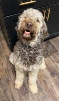 Bo -  Goldendoodle Dog for Adoption in Wekiwa Springs, Florida - Bo | PetCurious