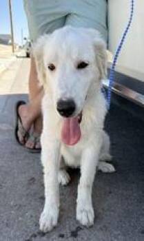 Toe Beans DFW -  Great Pyrenees Dog for Adoption in Quinlan, Texas - Toe Beans DFW | PetCurious