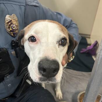 Sky -  Mixed Breed Dog for Adoption in Flagstaff, Arizona - Sky | PetCurious