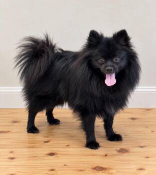 Dutch -  Pomeranian Dog for Adoption in Georgetown, Ohio - Dutch | PetCurious