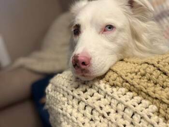Sansa #5293 -  Australian Shepherd Dog for Adoption in Ontario, California - Sansa #5293 | PetCurious