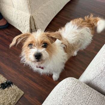 DAISY IS 13 POUNDS will be at Hollywood Feed on Preston 7/11 103 -  Cairn Terrier and Terrier Dog for Adoption in Kaufman, Texas - DAISY IS 13 POUNDS Will Be At Hollywood Feed On Preston 7/11 103 | PetCurious