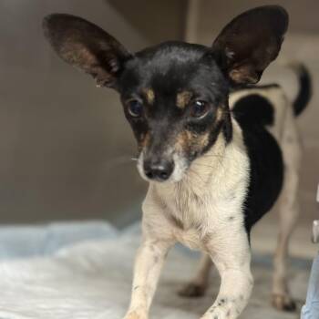 Chihuahua Dogs Available for Adoption in Oklahoma City, Oklahoma - Misty C-34388 | PetCurious