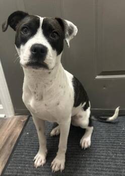 Bethany -  Mixed Breed Dog for Adoption in Atlanta, Georgia - Bethany | PetCurious