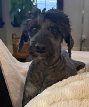 Bailey -  Labradoodle Dog for Adoption in Clearwater, Florida - Bailey | PetCurious
