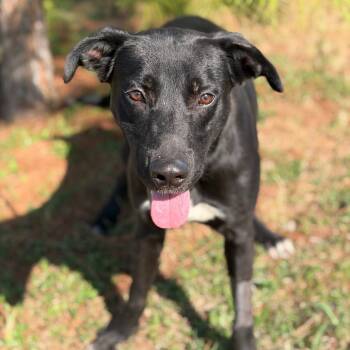 Rescue Labrador Retriever Dogs for Adoption in Bastrop, Texas - Jake 25-10-115 | PetCurious