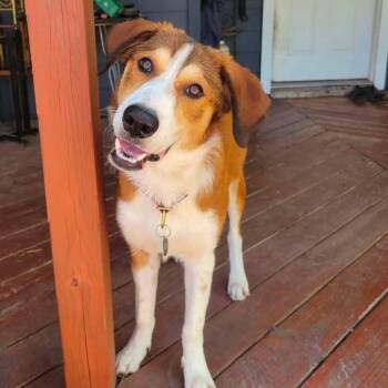 Hazel -  Coonhound and Mixed Breed Dog for Adoption in Austin, Texas - Hazel | PetCurious