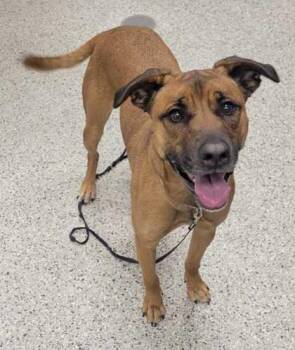 Mixed Breed Dogs Available for Adoption in Kansas City, Missouri - Nina | PetCurious