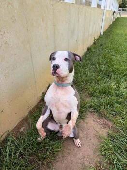 Smokey -  Pit Bull Terrier Dog for Adoption in Hillsboro, Ohio - Smokey | PetCurious