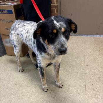 Australian Cattle Dog Blue Heeler Dogs Available for Adoption in Birmingham, Alabama - Craig | PetCurious