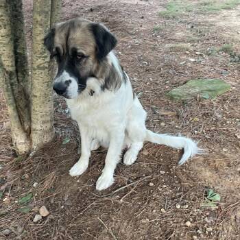 Ralph -  Saint Bernard and Mixed Breed Dog for Adoption in Helena, Alabama - Ralph | PetCurious