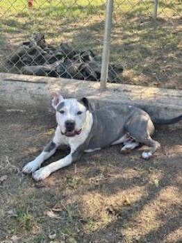 Rescue Staffordshire Bull Terrier Dogs for Adoption in La Grange, Texas - Hercules | PetCurious